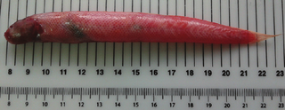 Image: Siokou-Frangou et al, Mediterranean Marine Science (2013)